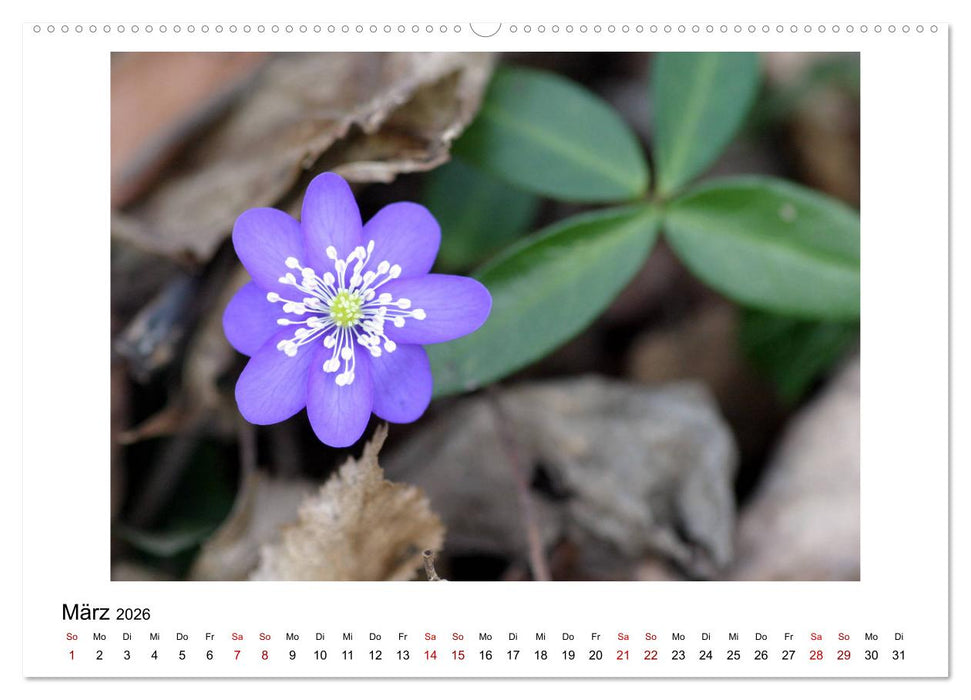 Nymphenburger Park (CALVENDO Premium Wandkalender 2026)