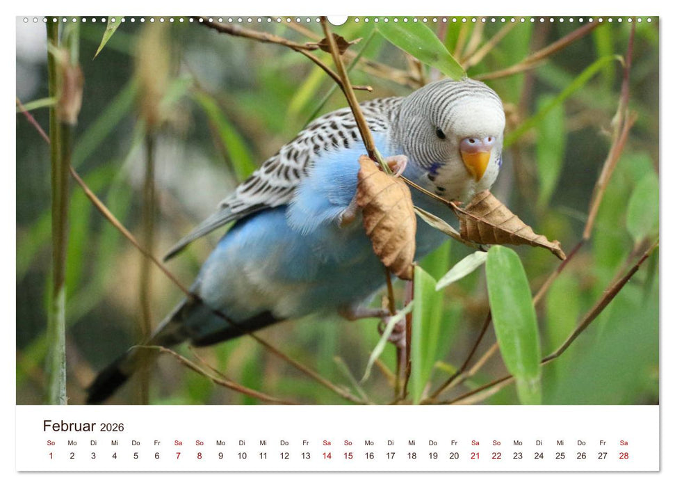 Wellensittiche - der NEUE Kalender (CALVENDO Premium Wandkalender 2026)