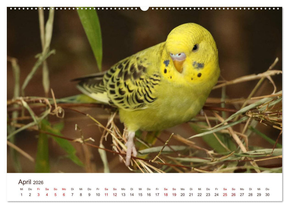 Wellensittiche - der NEUE Kalender (CALVENDO Premium Wandkalender 2026)