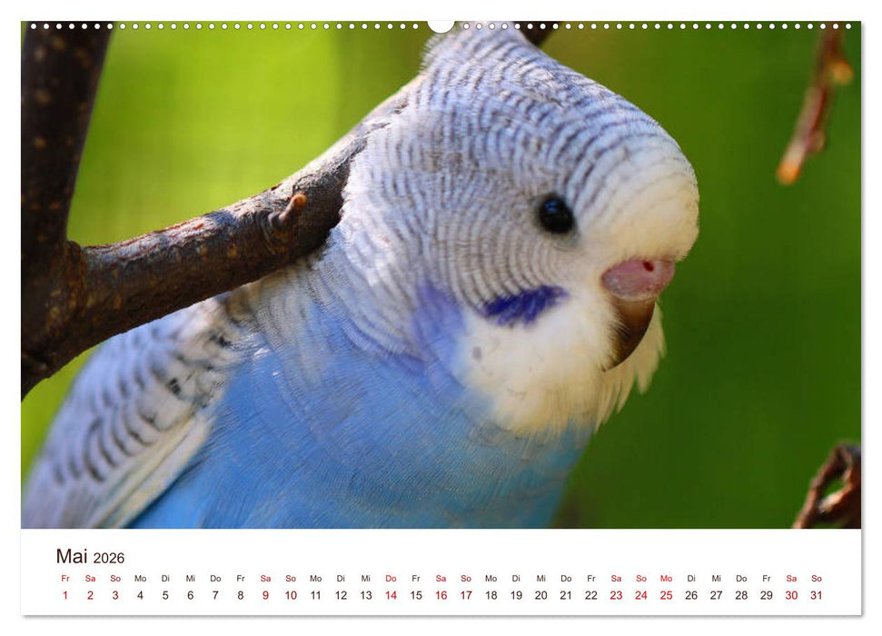 Wellensittiche - der NEUE Kalender (CALVENDO Premium Wandkalender 2026)