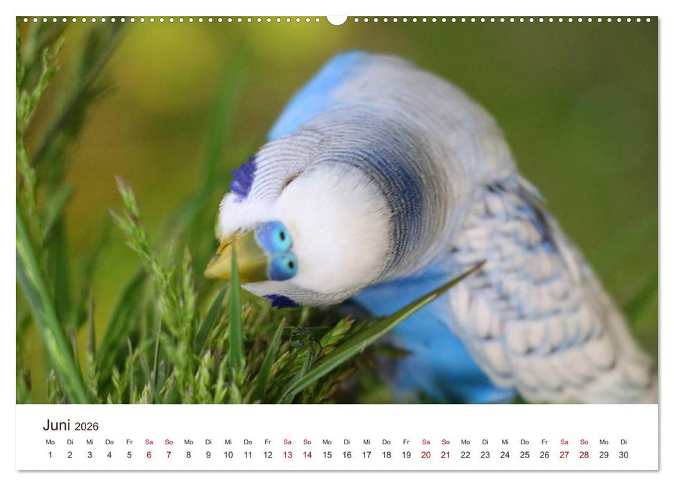 Wellensittiche - der NEUE Kalender (CALVENDO Premium Wandkalender 2026)
