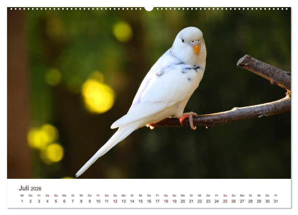 Wellensittiche - der NEUE Kalender (CALVENDO Premium Wandkalender 2026)