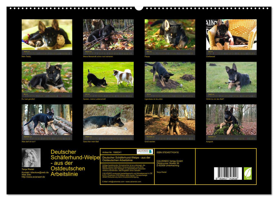 Deutscher Schäferhund-Welpe - aus der Ostdeutschen Arbeitslinie (CALVENDO Premium Wandkalender 2026)
