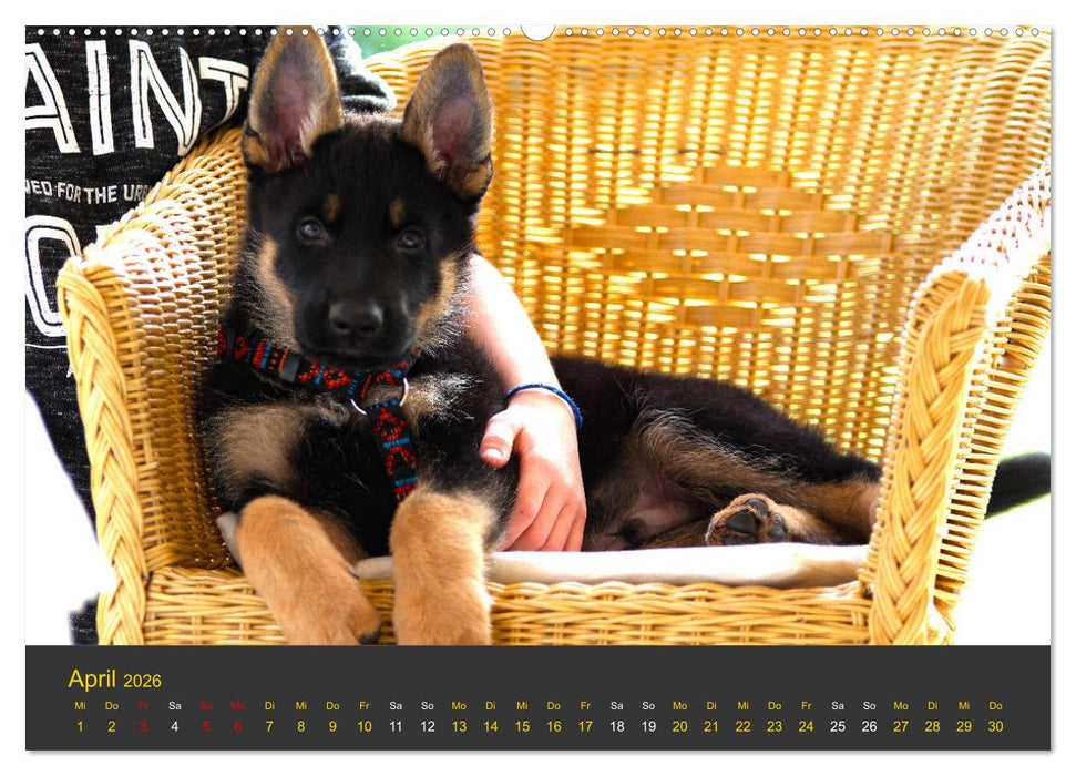 Deutscher Schäferhund-Welpe - aus der Ostdeutschen Arbeitslinie (CALVENDO Premium Wandkalender 2026)