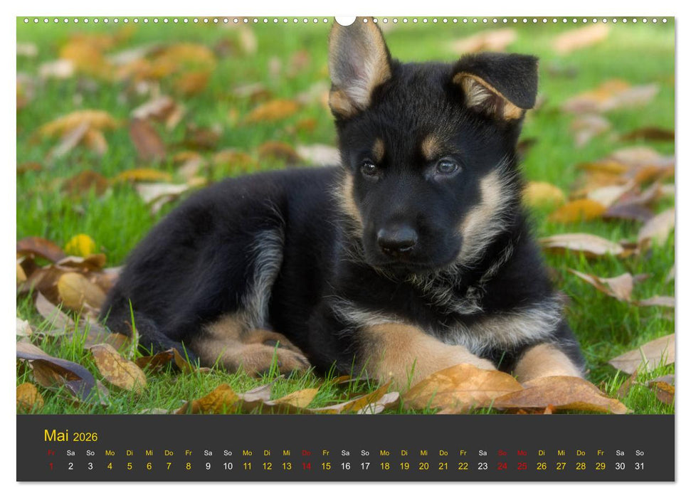 Deutscher Schäferhund-Welpe - aus der Ostdeutschen Arbeitslinie (CALVENDO Premium Wandkalender 2026)
