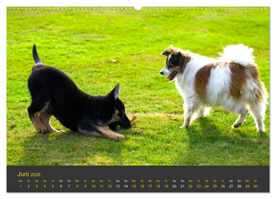 Deutscher Schäferhund-Welpe - aus der Ostdeutschen Arbeitslinie (CALVENDO Premium Wandkalender 2026)
