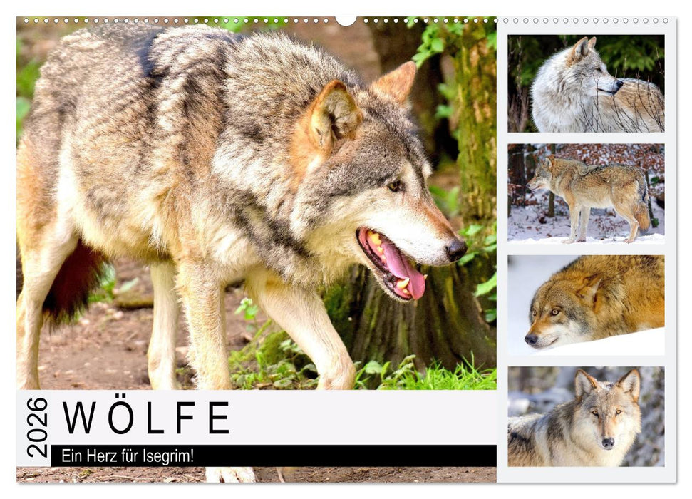 Wölfe. Ein Herz für Isegrim! (CALVENDO Wandkalender 2026)