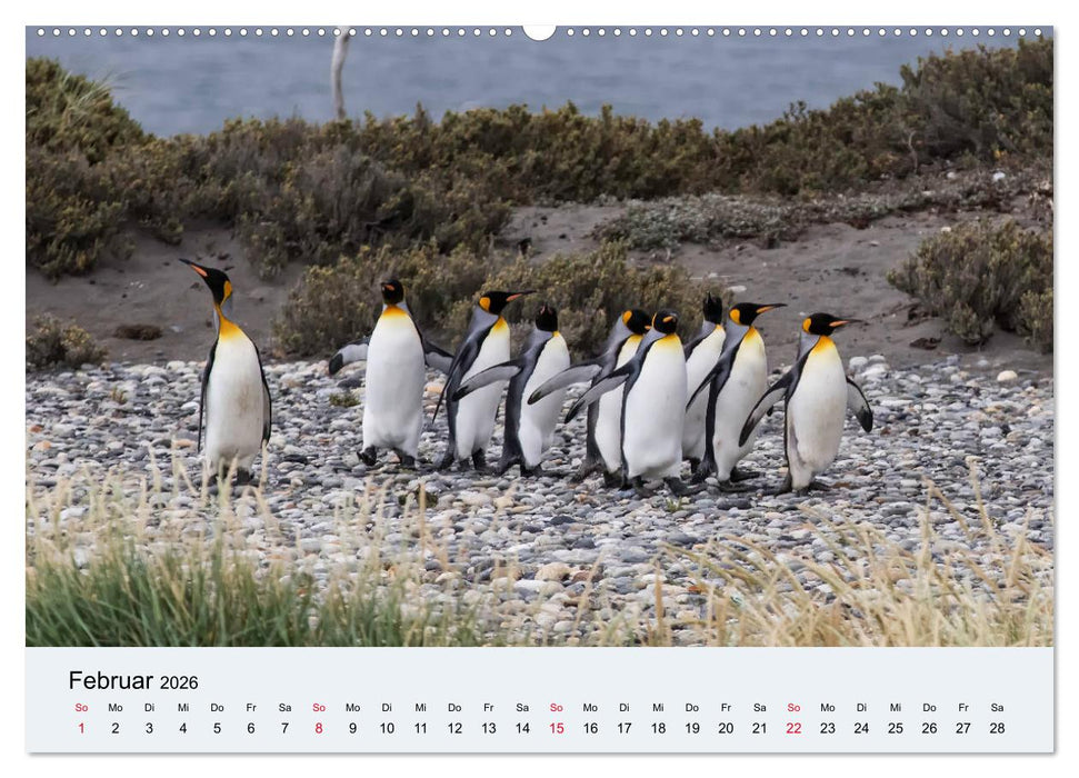 Feuerland - Am Puls der Wildnis (CALVENDO Premium Wandkalender 2026)