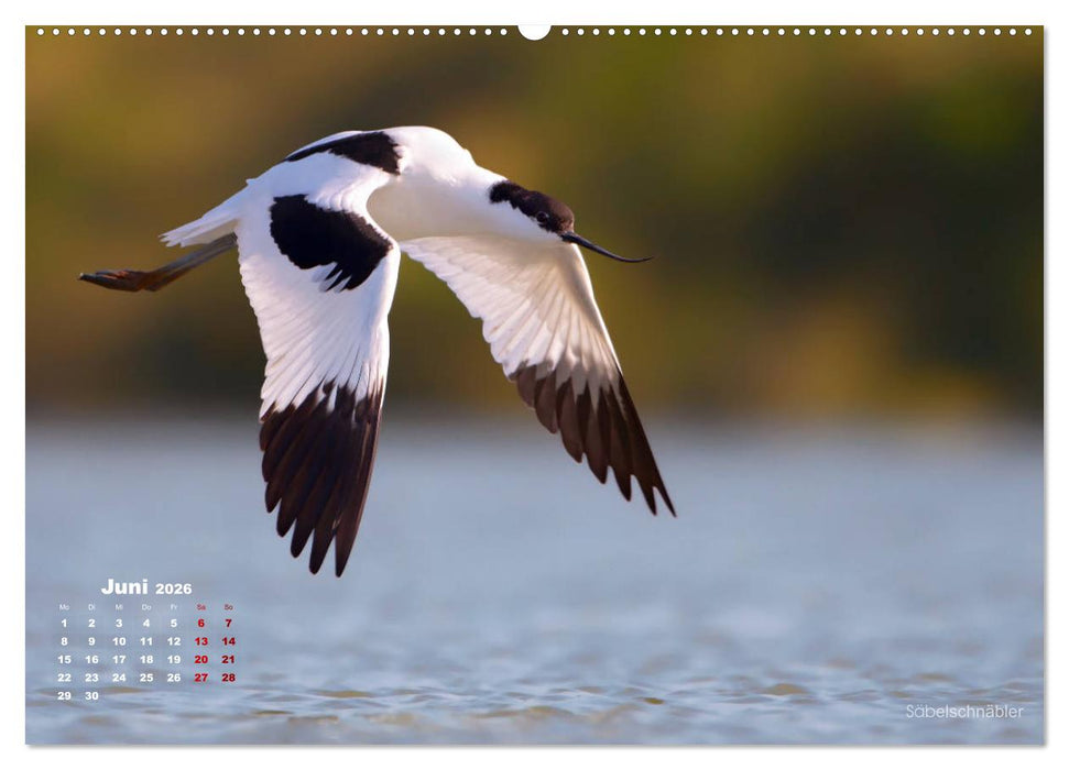 Wattvögel an der Friesischen IJsselmeerküste (CALVENDO Premium Wandkalender 2026)