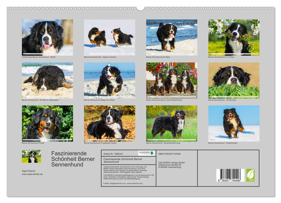 Faszinierende Schönheit Berner Sennenhund (CALVENDO Premium Wandkalender 2026)