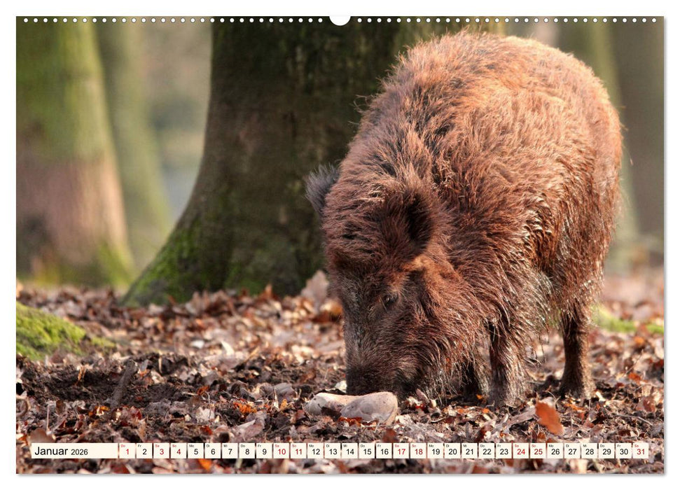 Wildschweine - Tiere aus unseren Wäldern (CALVENDO Premium Wandkalender 2026)
