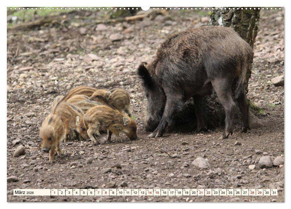 Wildschweine - Tiere aus unseren Wäldern (CALVENDO Premium Wandkalender 2026)