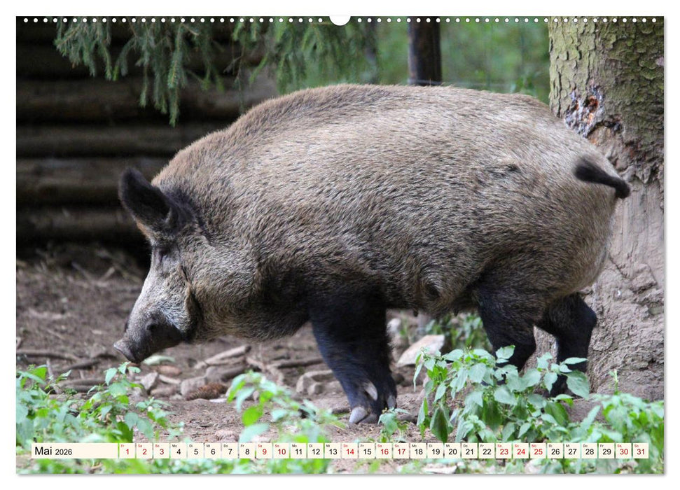 Wildschweine - Tiere aus unseren Wäldern (CALVENDO Premium Wandkalender 2026)