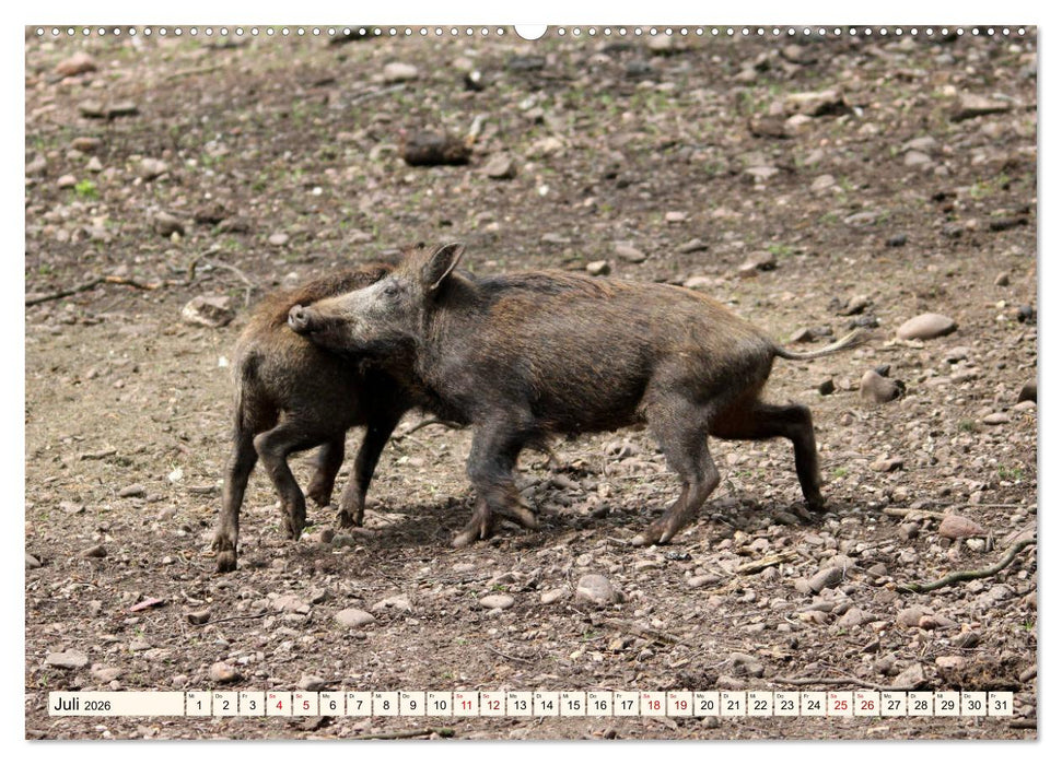Wildschweine - Tiere aus unseren Wäldern (CALVENDO Premium Wandkalender 2026)
