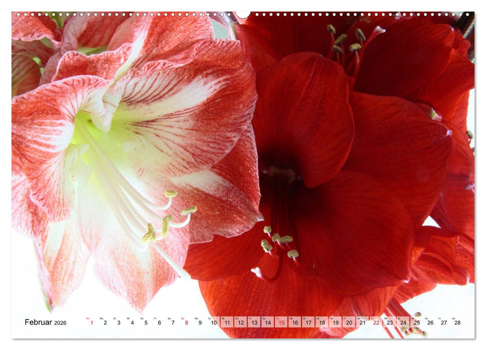 Amaryllis-Blüten (CALVENDO Premium Wandkalender 2026)