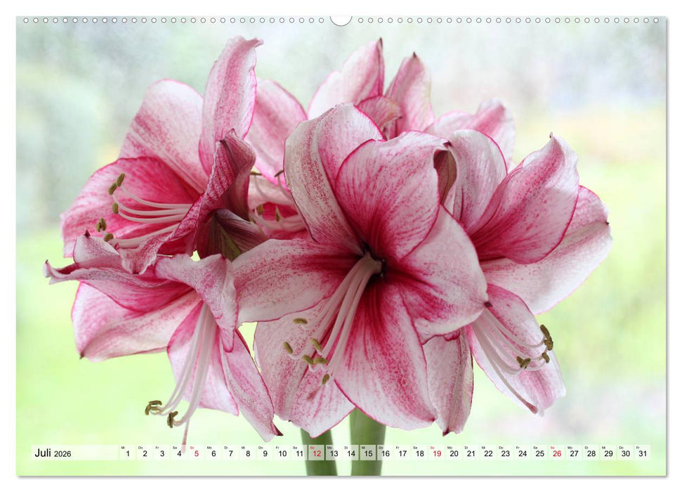 Amaryllis-Blüten (CALVENDO Premium Wandkalender 2026)