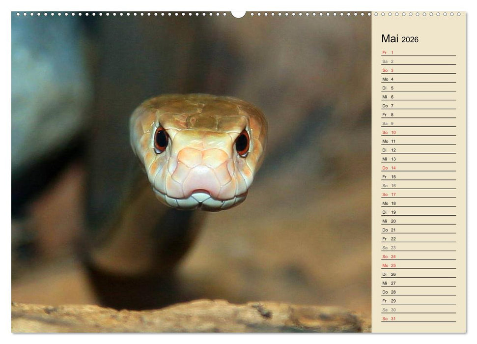 Gefährliche Schlangen (CALVENDO Premium Wandkalender 2026)