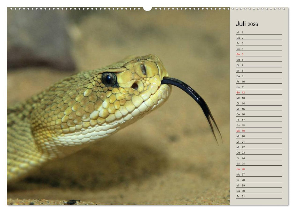 Gefährliche Schlangen (CALVENDO Premium Wandkalender 2026)
