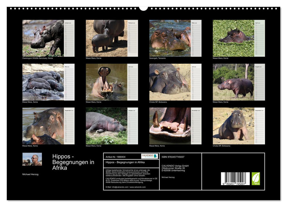 Hippos - Begegnungen in Afrika (CALVENDO Premium Wandkalender 2026)