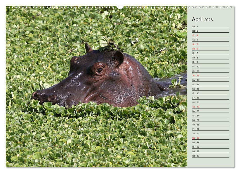 Hippos - Begegnungen in Afrika (CALVENDO Premium Wandkalender 2026)