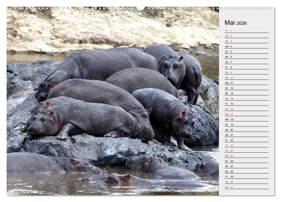 Hippos - Begegnungen in Afrika (CALVENDO Premium Wandkalender 2026)