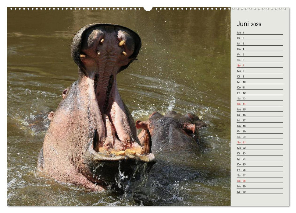 Hippos - Begegnungen in Afrika (CALVENDO Premium Wandkalender 2026)