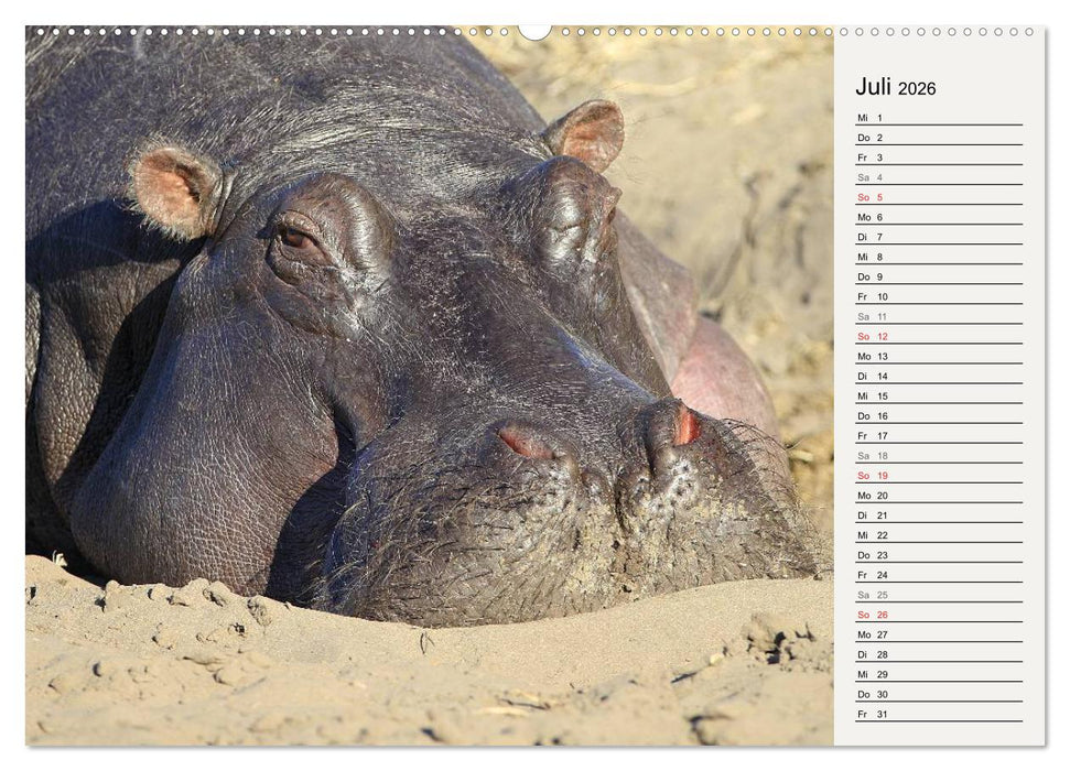 Hippos - Begegnungen in Afrika (CALVENDO Premium Wandkalender 2026)