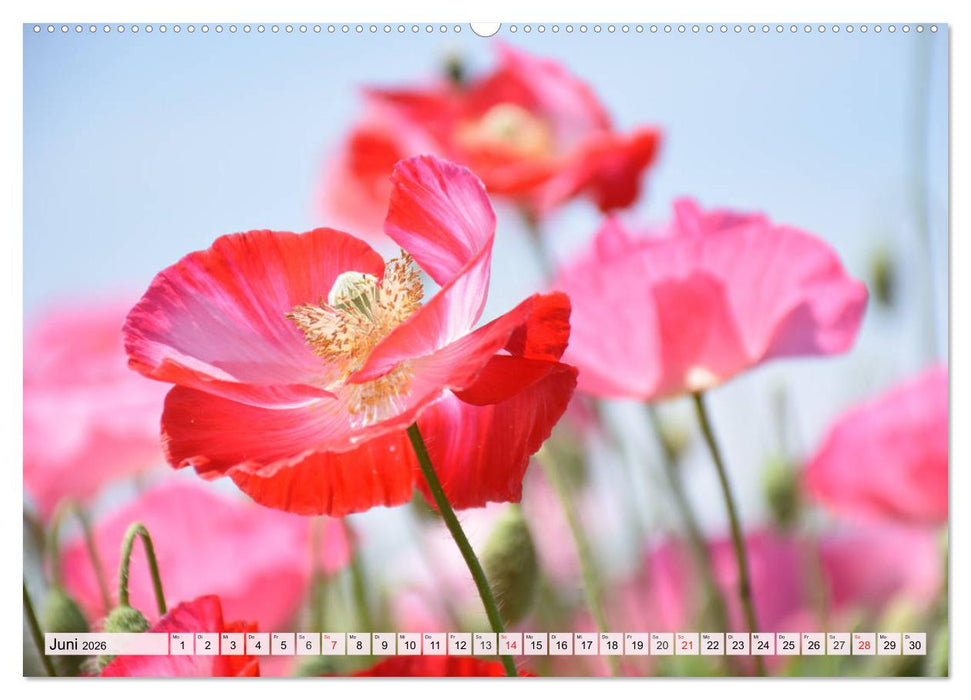 Mohnblumen. Leuchtender Liebreiz auf Wiesen und in Gärten (CALVENDO Wandkalender 2026)