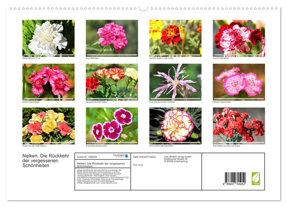 Nelken. Die Rückkehr der vergessenen Schönheiten (CALVENDO Premium Wandkalender 2026)