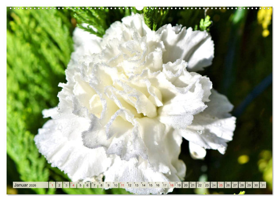 Nelken. Die Rückkehr der vergessenen Schönheiten (CALVENDO Premium Wandkalender 2026)