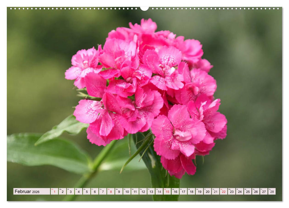 Nelken. Die Rückkehr der vergessenen Schönheiten (CALVENDO Premium Wandkalender 2026)