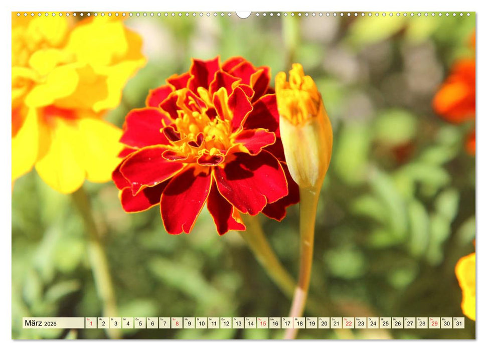 Nelken. Die Rückkehr der vergessenen Schönheiten (CALVENDO Premium Wandkalender 2026)