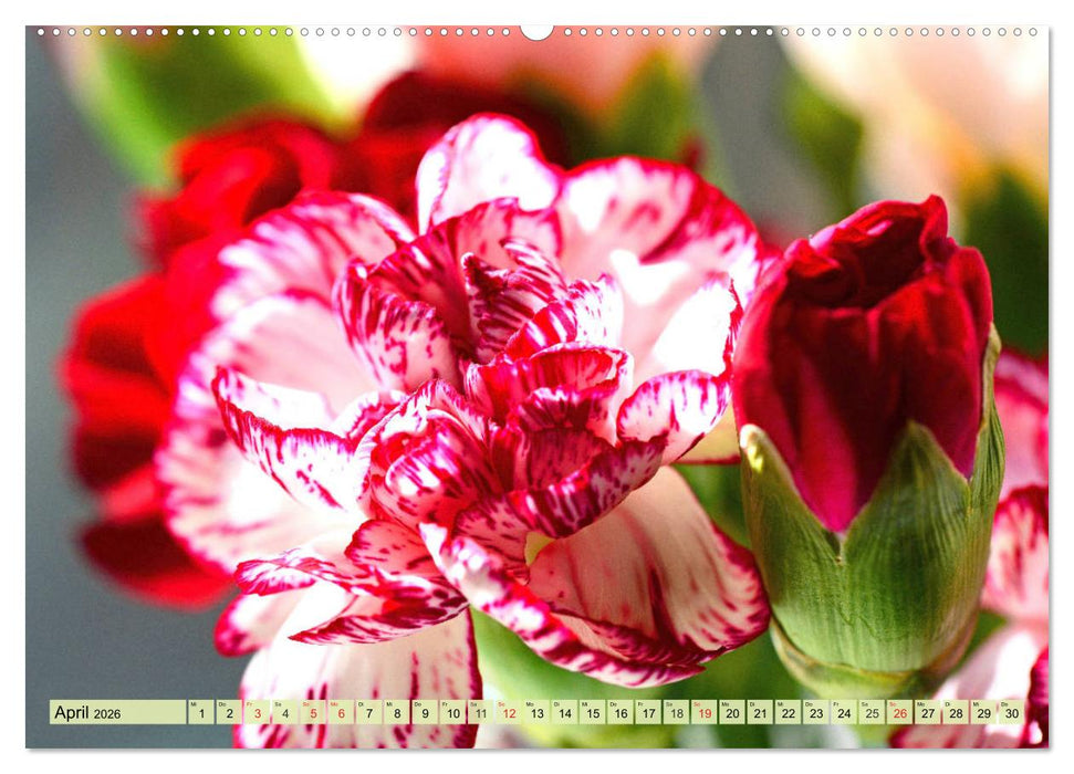 Nelken. Die Rückkehr der vergessenen Schönheiten (CALVENDO Premium Wandkalender 2026)