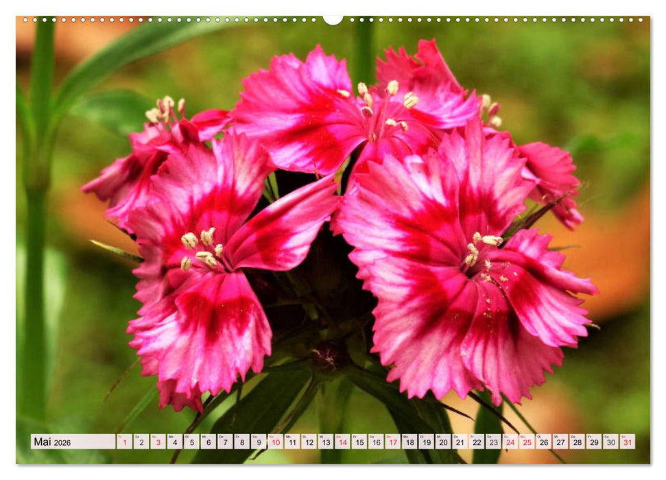Nelken. Die Rückkehr der vergessenen Schönheiten (CALVENDO Premium Wandkalender 2026)