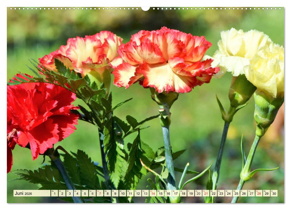 Nelken. Die Rückkehr der vergessenen Schönheiten (CALVENDO Premium Wandkalender 2026)