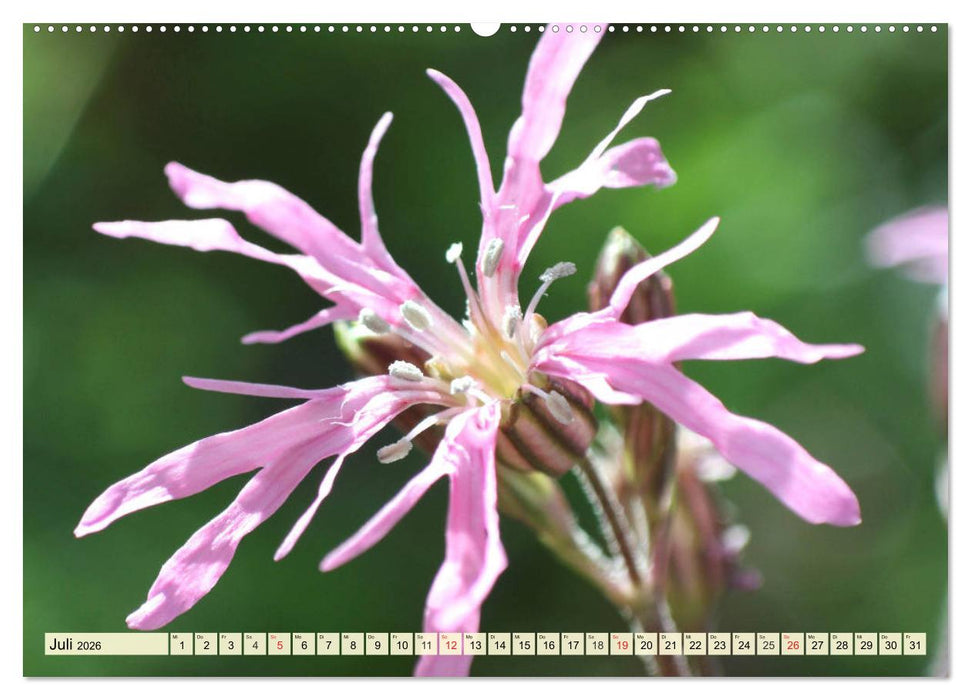 Nelken. Die Rückkehr der vergessenen Schönheiten (CALVENDO Premium Wandkalender 2026)