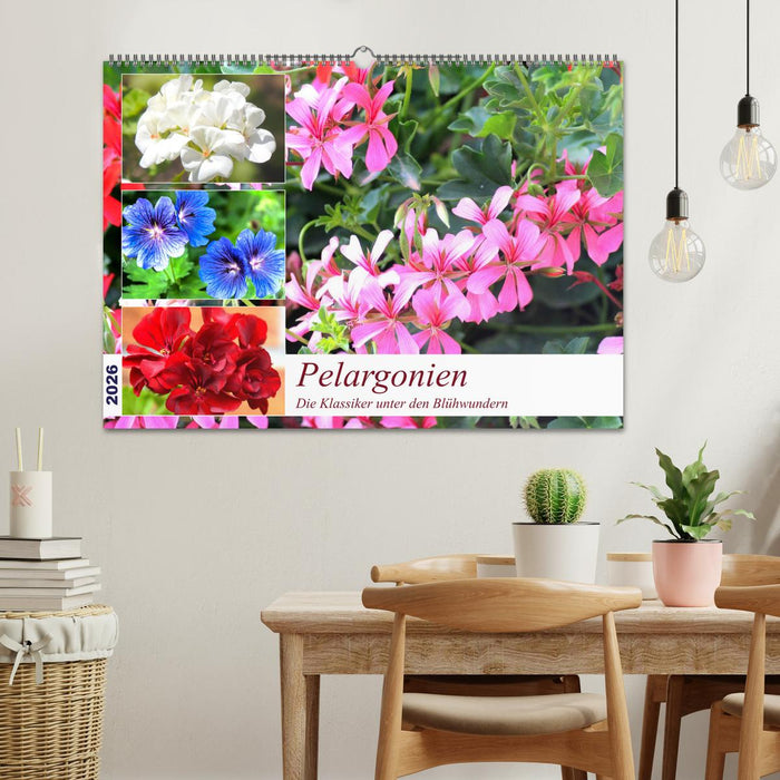 Pelargonien. Die Klassiker unter den Blühwundern (CALVENDO Wandkalender 2026)