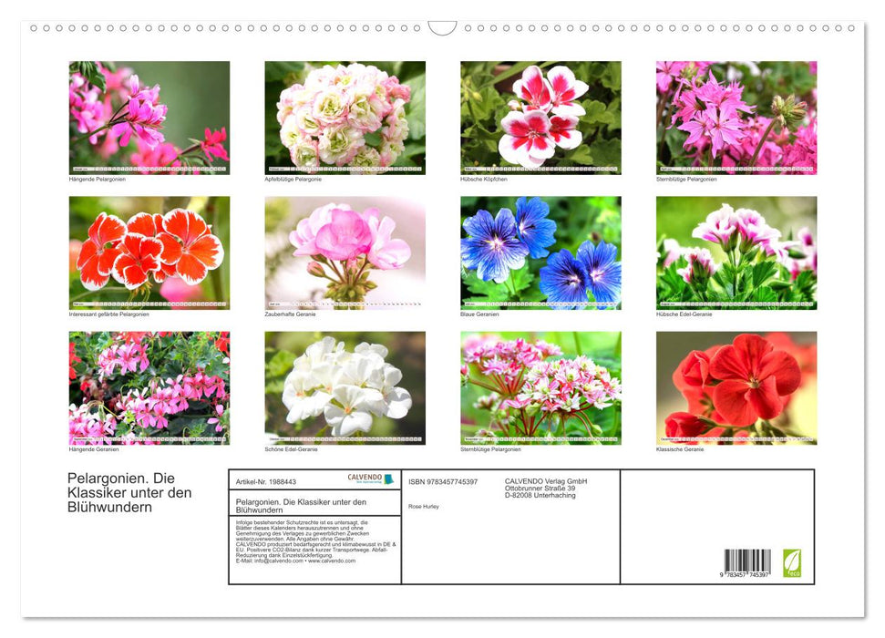 Pelargonien. Die Klassiker unter den Blühwundern (CALVENDO Wandkalender 2026)