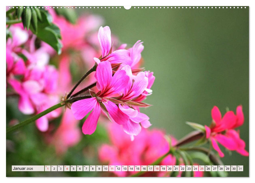 Pelargonien. Die Klassiker unter den Blühwundern (CALVENDO Wandkalender 2026)