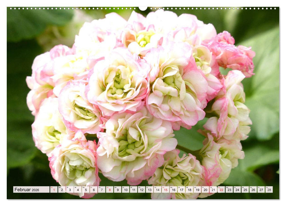 Pelargonien. Die Klassiker unter den Blühwundern (CALVENDO Wandkalender 2026)