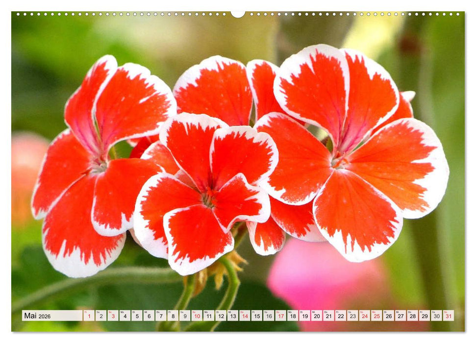 Pelargonien. Die Klassiker unter den Blühwundern (CALVENDO Wandkalender 2026)
