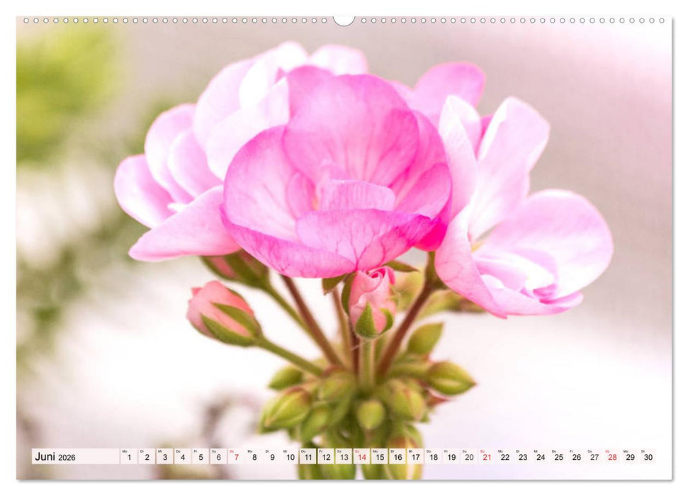 Pelargonien. Die Klassiker unter den Blühwundern (CALVENDO Wandkalender 2026)