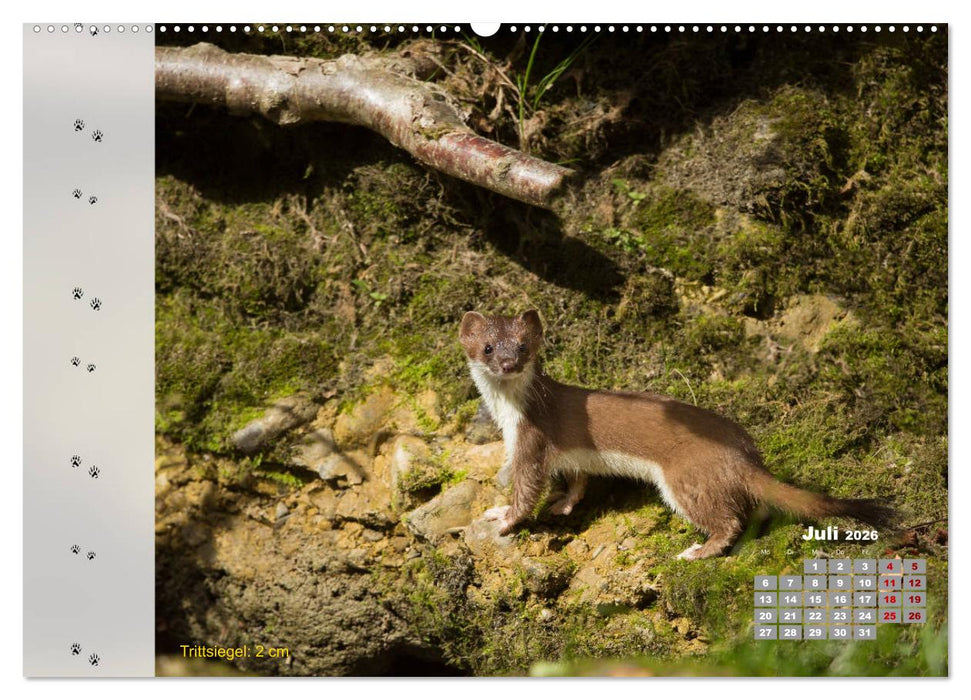Tierspuren in der Natur (CALVENDO Premium Wandkalender 2026)