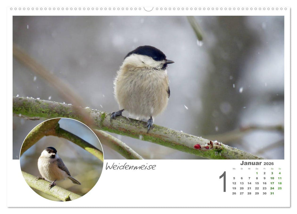 Gefiederte Gartengäste (CALVENDO Premium Wandkalender 2026)