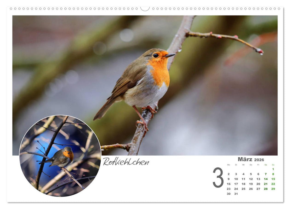 Gefiederte Gartengäste (CALVENDO Premium Wandkalender 2026)