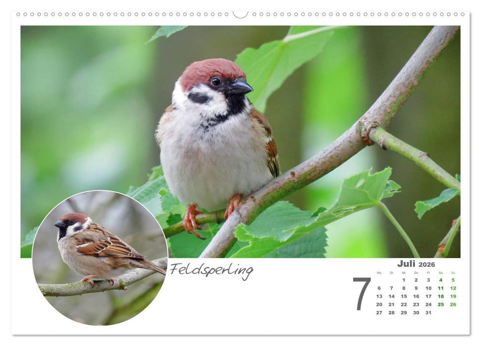 Gefiederte Gartengäste (CALVENDO Premium Wandkalender 2026)