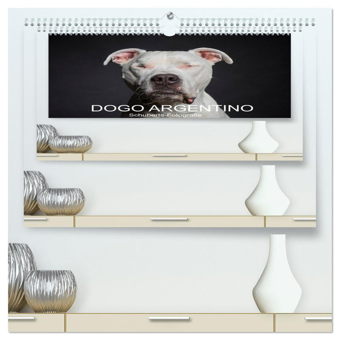 DOGO ARGENTINO (CALVENDO Premium Wandkalender 2026)
