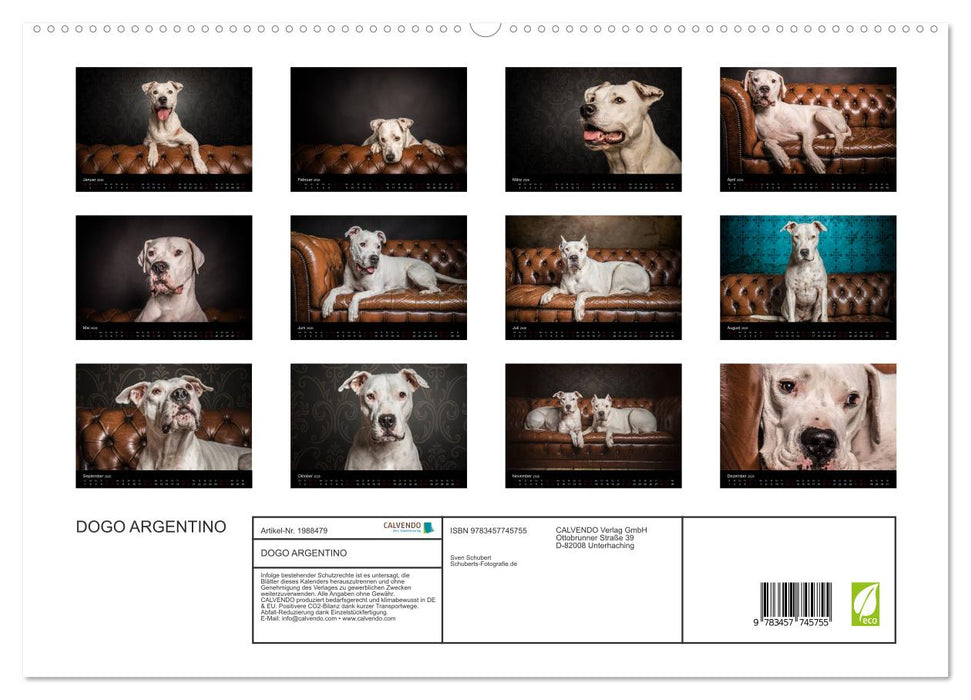 DOGO ARGENTINO (CALVENDO Premium Wandkalender 2026)