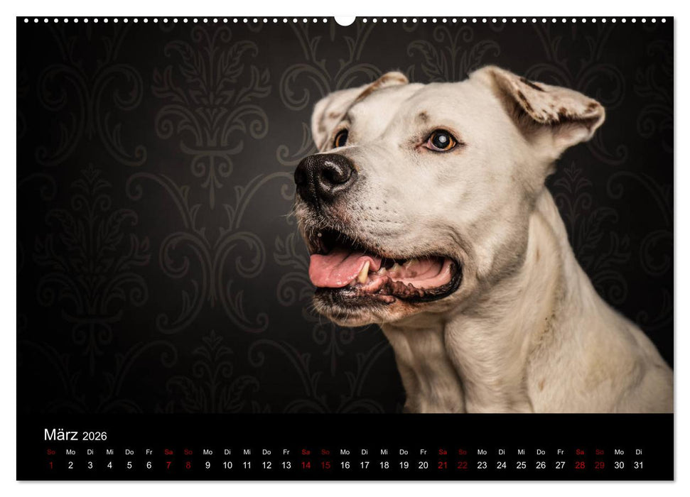 DOGO ARGENTINO (CALVENDO Premium Wandkalender 2026)