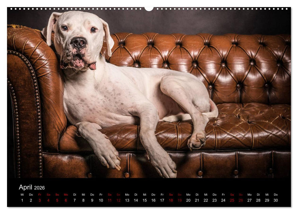 DOGO ARGENTINO (CALVENDO Premium Wandkalender 2026)